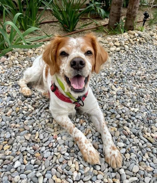 GREY, male senior mixed breed for adoption at ADAM Protectora El Masnou