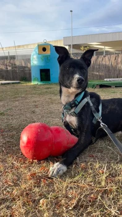GRIMM, male young Mixed Breed for adoption at ADAM Protectora El Masnou