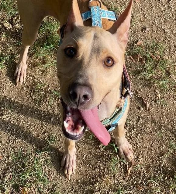 CUCA, female 3yo Podenco for adoption at ADAM Protectora El Masnou
