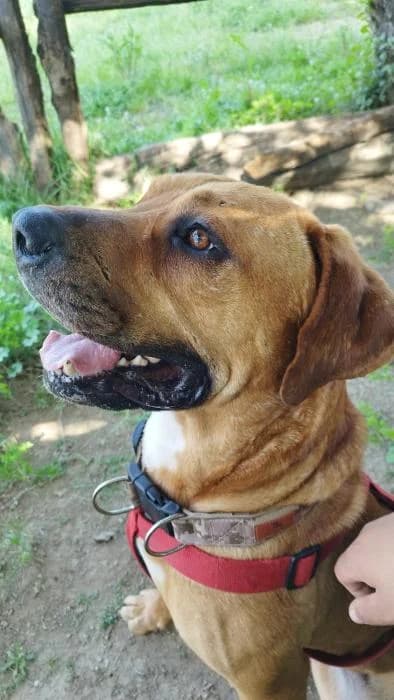 BRUCE, male 4yo Mixed Breed for adoption at ADAM Protectora El Masnou