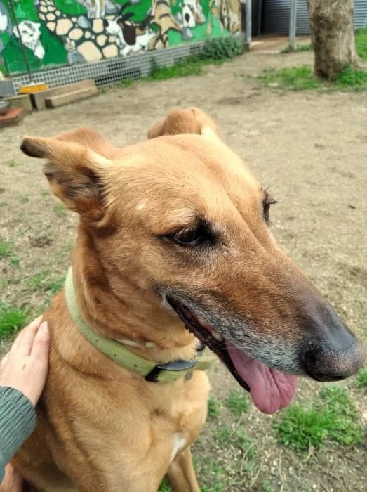 ITZA, female senior Mixed Breed for adoption at ADAM Protectora El Masnou