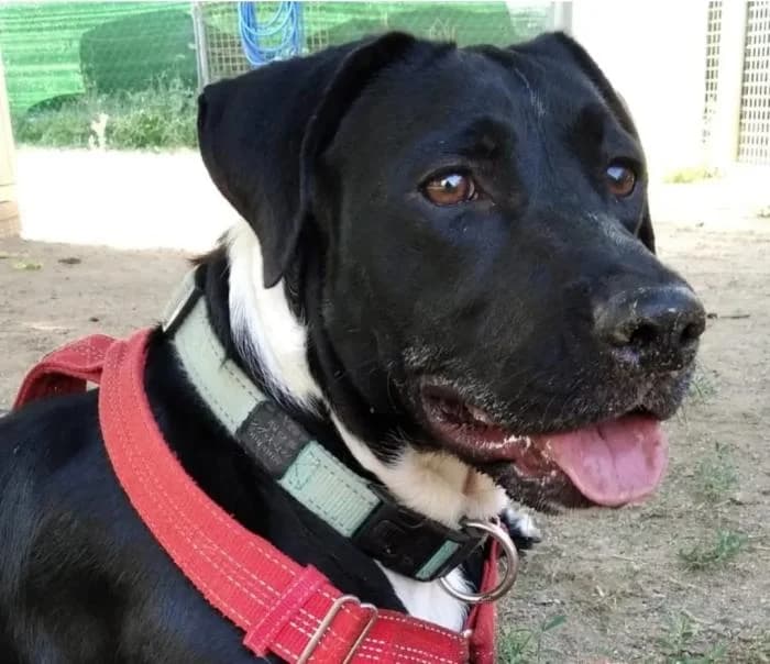 SAMBA, female young Labrador Retriever for adoption at ADAM Protectora El Masnou