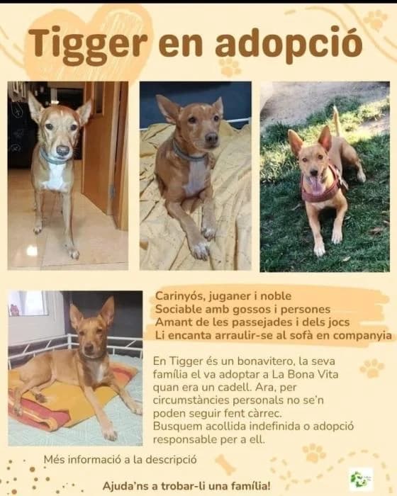 TIGGER, male 7yo Podenco for adoption at ADAM Protectora El Masnou