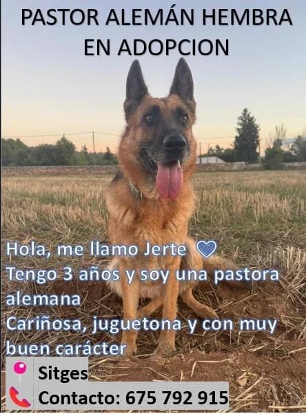 JERTE, female young German Shepherd for adoption at ADAM Protectora El Masnou