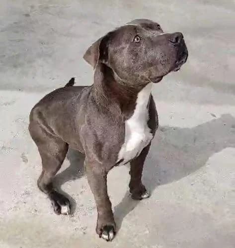 GREY, male mixed breed for adoption at ADAM Protectora El Masnou