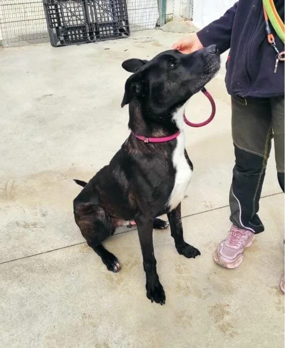 ECO, male 6yo Mixed Breed for adoption at ADAM Protectora El Masnou