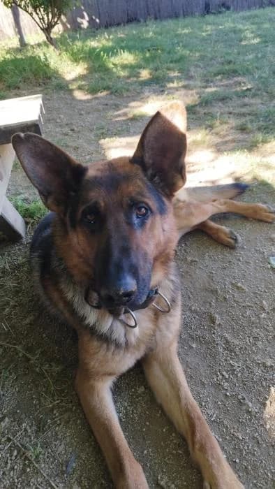 KAI, male 3yo German Shepherd for adoption at ADAM Protectora El Masnou