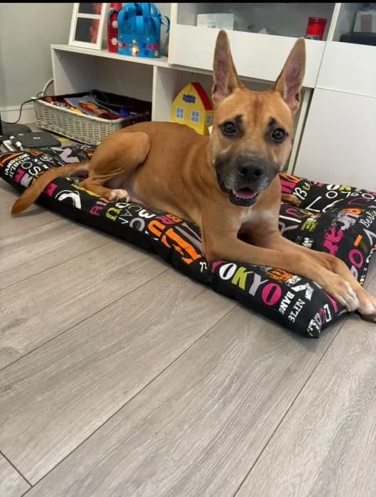 TYSON, male 3yo Mixed Breed for adoption at ADAM Protectora El Masnou