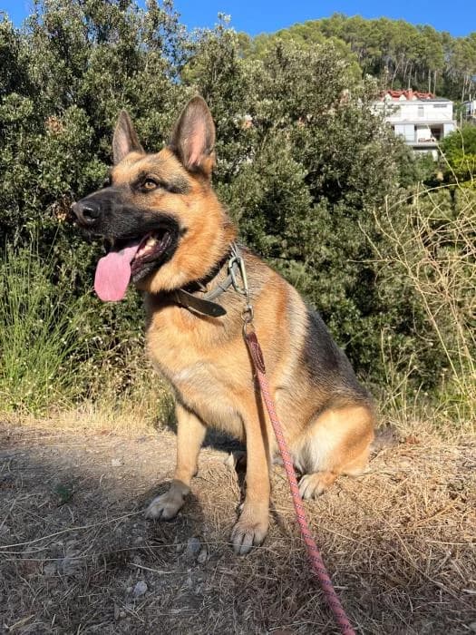 LUA y COCO, female 5yo German Shepherd for adoption at ADAM Protectora El Masnou