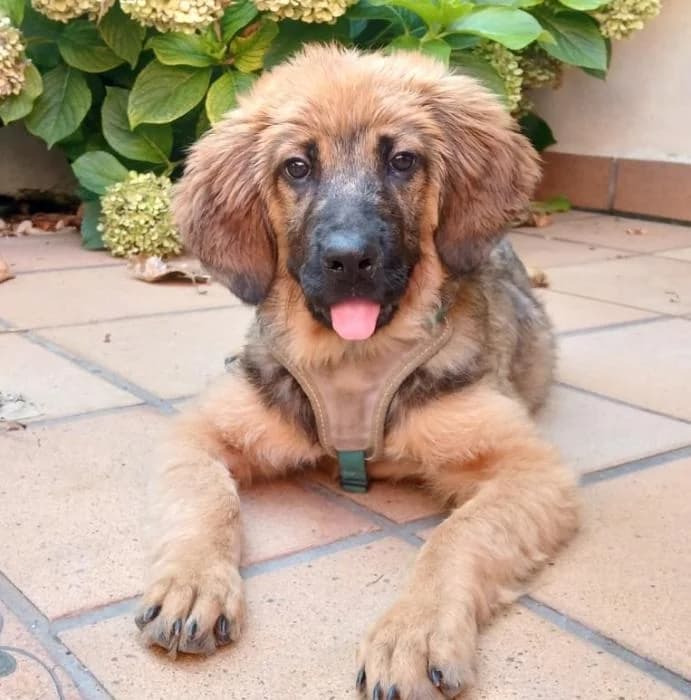 NINA, female puppy Mixed Breed for adoption at ADAM Protectora El Masnou