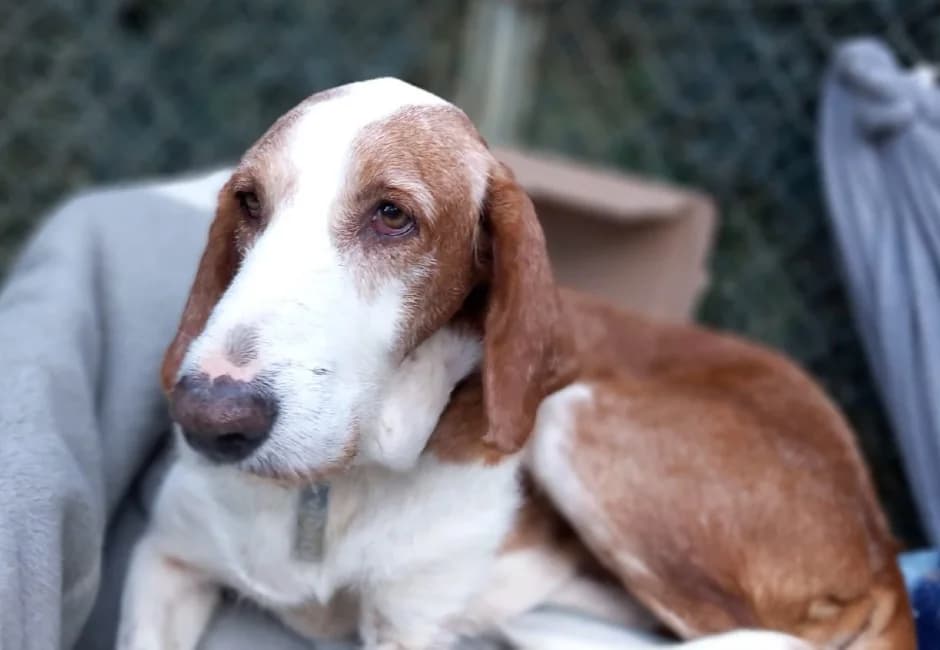 Golfo, male Mixed Breed for adoption at ADANA Alella (Protectora Animals)