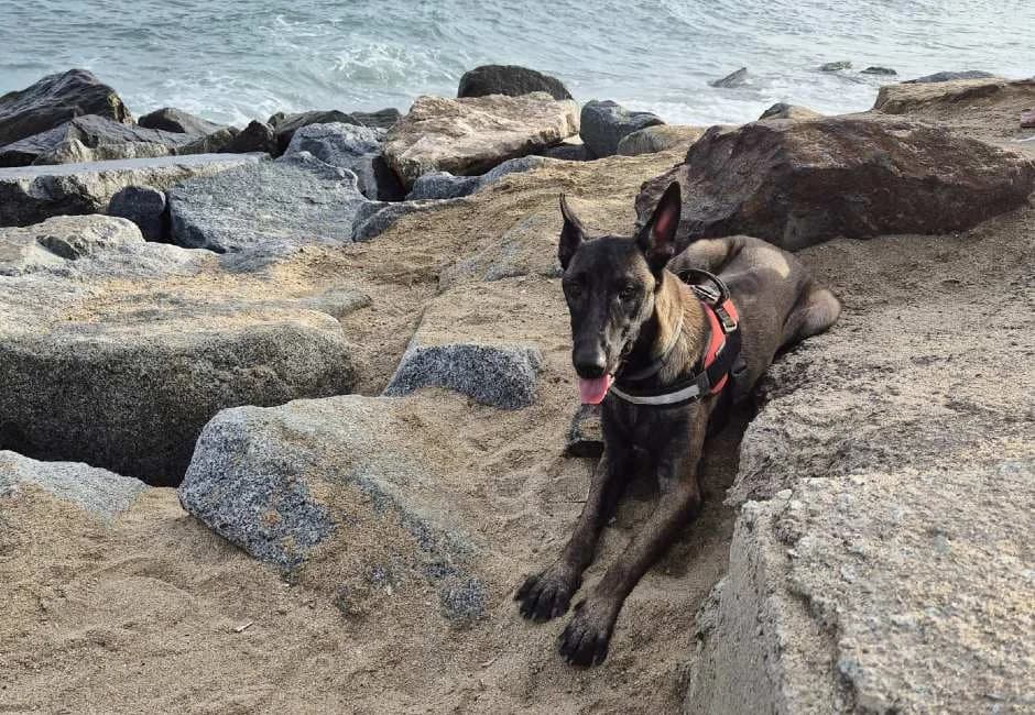 Pablo, male Mixed Breed for adoption at ADANA Alella (Protectora Animals)