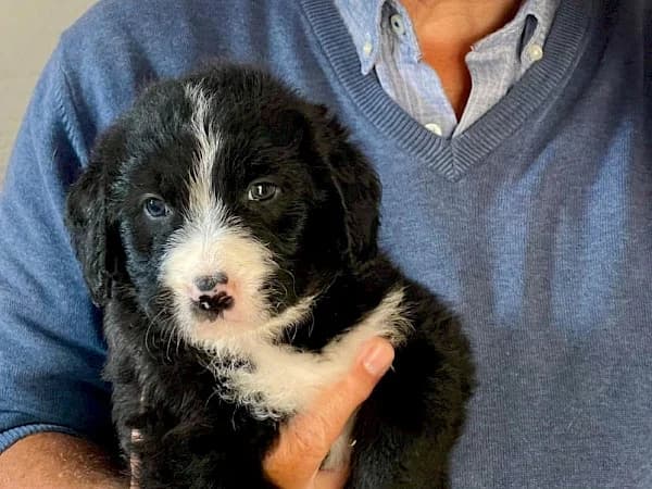 Abel, male puppy mixed breed for adoption at ADANA Costa del Sol, Estepona