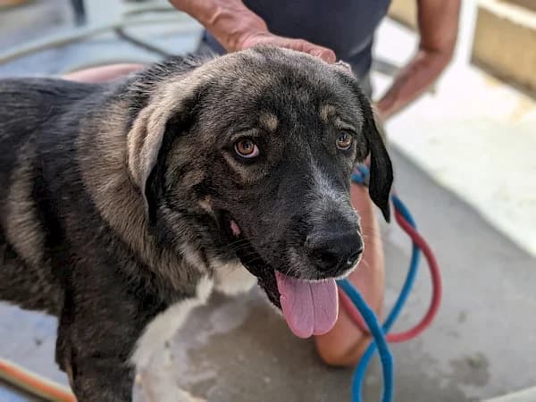 Alaska, female puppy Alaskan Malamute for adoption at ADANA Costa del Sol, Estepona