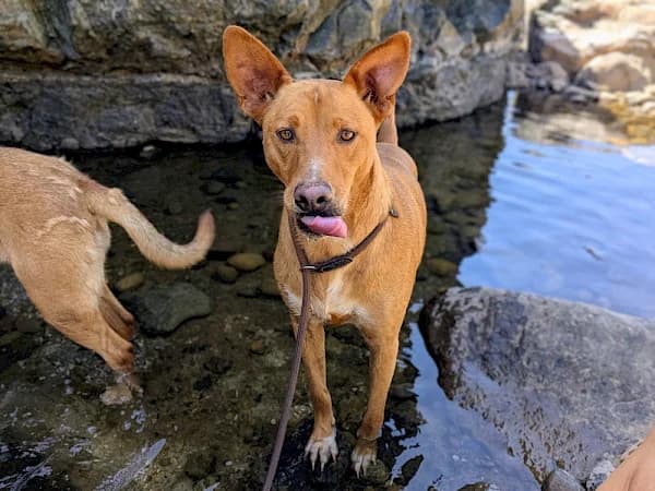 Angelo, male 5yo Podenco for adoption at ADANA Costa del Sol, Estepona