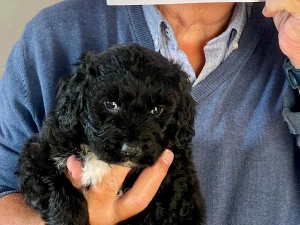 Arlen, female puppy mixed breed for adoption at ADANA Costa del Sol, Estepona