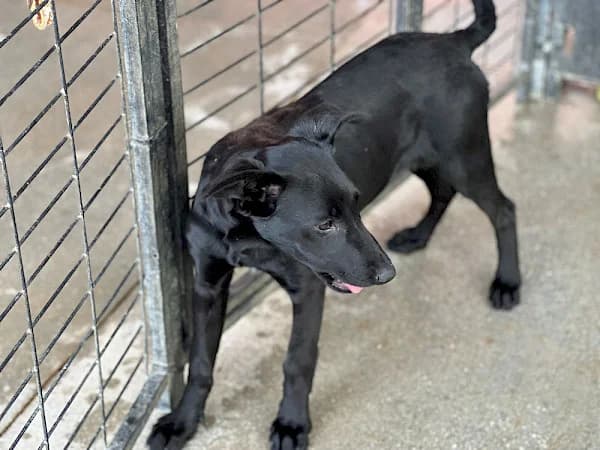 Audrey, female young mixed breed for adoption at ADANA Costa del Sol, Estepona