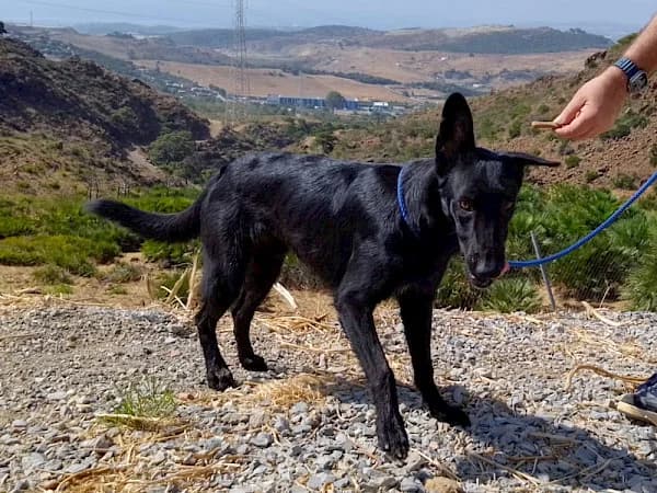 Bandit, male 3yo Mixed Breed for adoption at ADANA Costa del Sol, Estepona