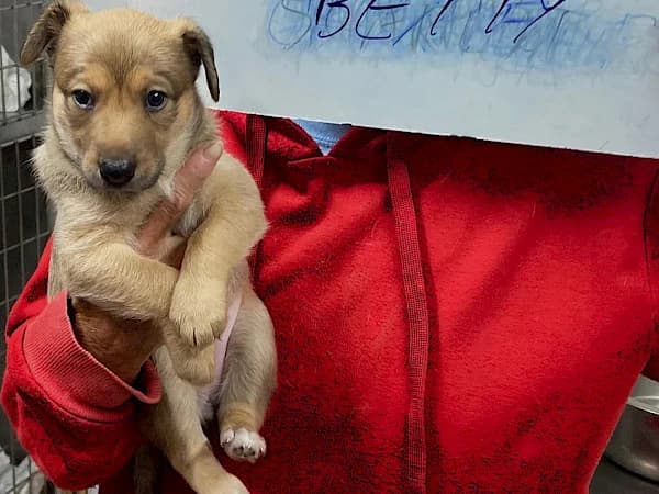Betty, female puppy Mixed Breed for adoption at ADANA Costa del Sol, Estepona