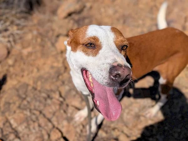 Bianca, female 7yo Podenco for adoption at ADANA Costa del Sol, Estepona