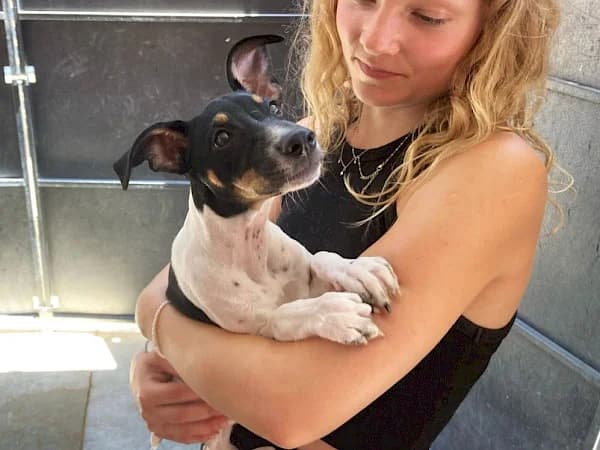 Blossom, female puppy mixed breed for adoption at ADANA Costa del Sol, Estepona