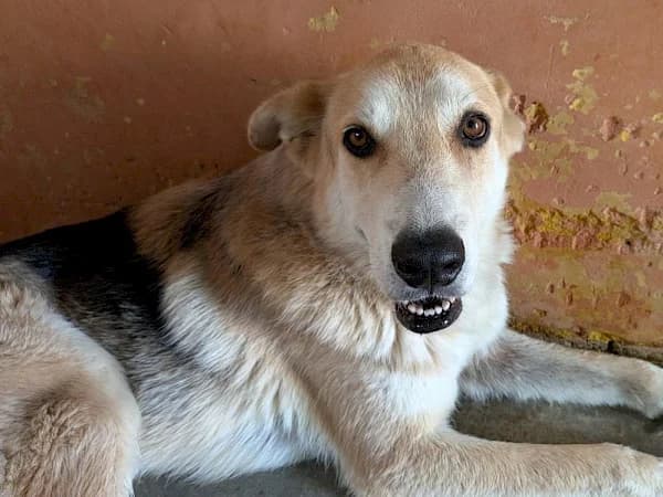 Boots, male 5yo German Shepherd for adoption at ADANA Costa del Sol, Estepona