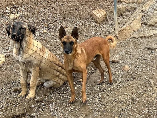 Brenny, male 6yo mixed breed for adoption at ADANA Costa del Sol, Estepona