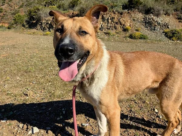 Chico, male Mastiff for adoption at ADANA Costa del Sol, Estepona
