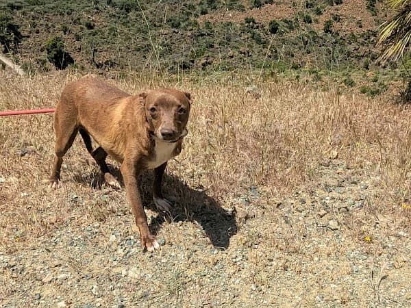 Choco, male 3yo Podenco for adoption at ADANA Costa del Sol, Estepona