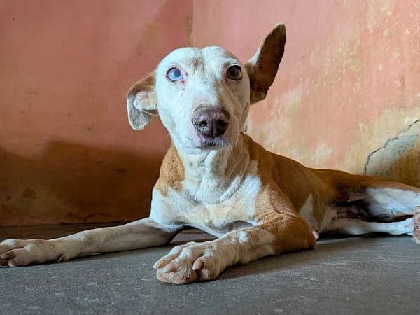 Cleo, female young Podenco for adoption at ADANA Costa del Sol, Estepona