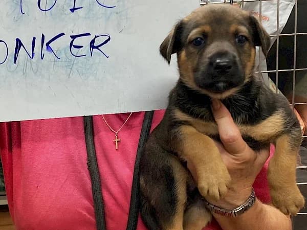 Conker, male puppy Mixed Breed for adoption at ADANA Costa del Sol, Estepona
