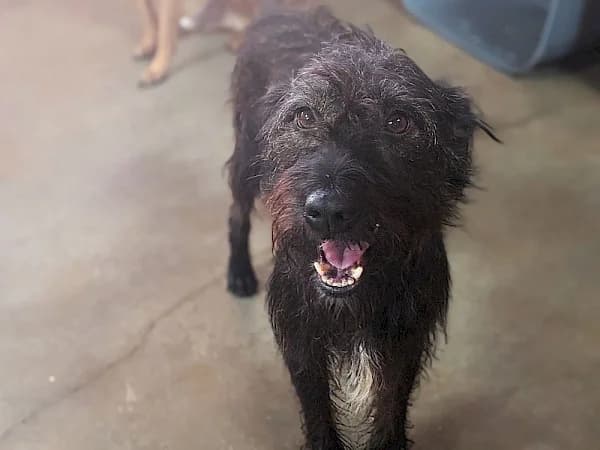 Cooper, male 4yo Mixed Breed for adoption at ADANA Costa del Sol, Estepona