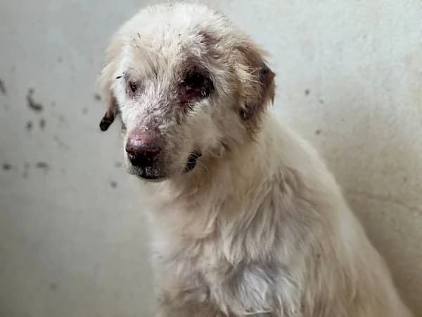 Daniella, female 4yo mixed breed for adoption at ADANA Costa del Sol, Estepona
