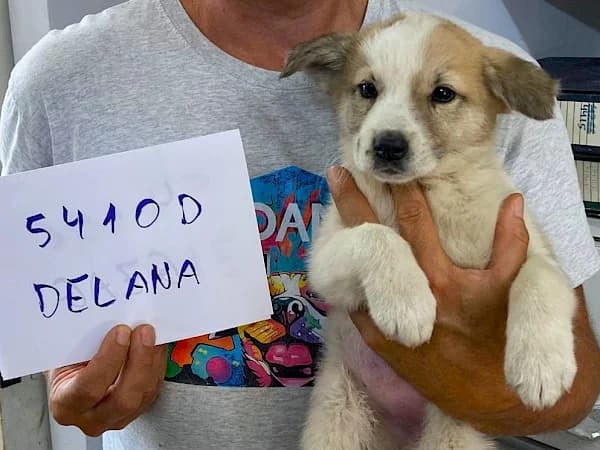 Delana, female puppy mixed breed for adoption at ADANA Costa del Sol, Estepona