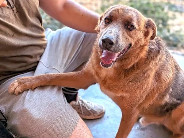 Dixon, male 7yo mixed breed for adoption at ADANA Costa del Sol, Estepona