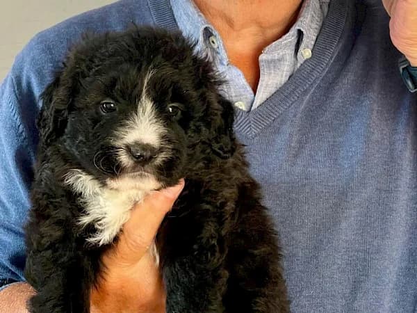 Dominique, female puppy mixed breed for adoption at ADANA Costa del Sol, Estepona