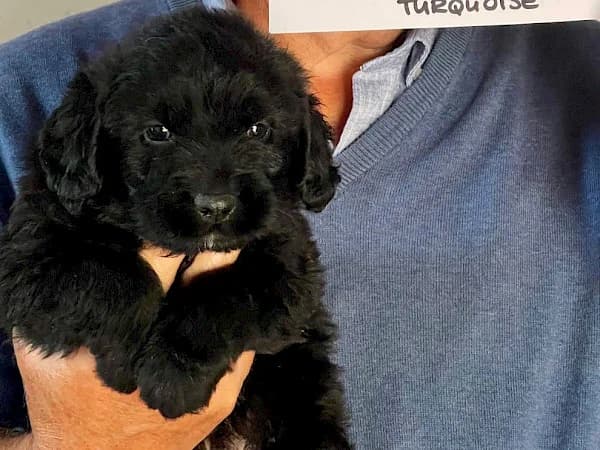 Dorothy, female puppy mixed breed for adoption at ADANA Costa del Sol, Estepona