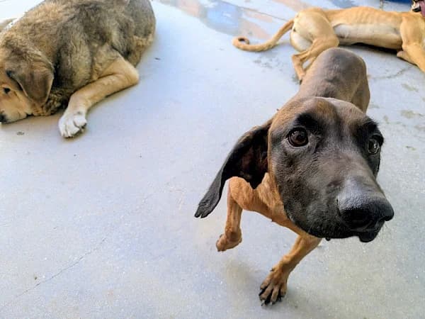 Eloise, female 4yo mixed breed for adoption at ADANA Costa del Sol, Estepona