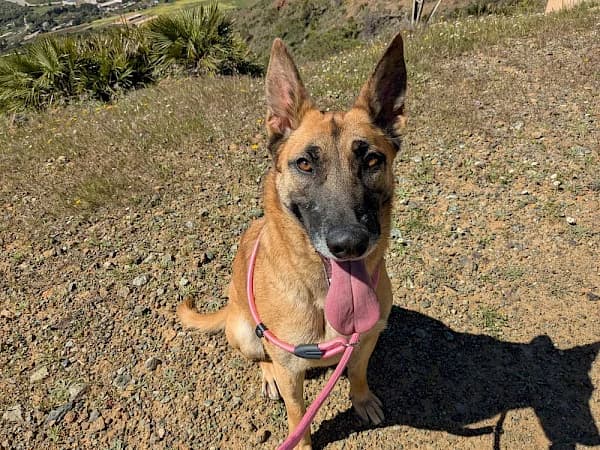 Ginger, female young Spanish Mastiff for adoption at ADANA Costa del Sol, Estepona
