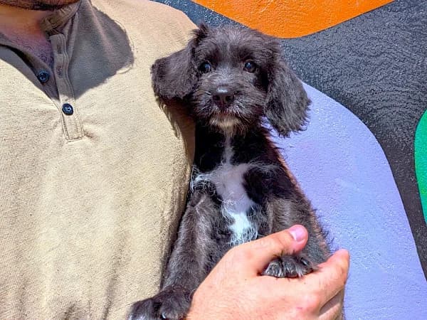 Gladys, female puppy mixed breed for adoption at ADANA Costa del Sol, Estepona