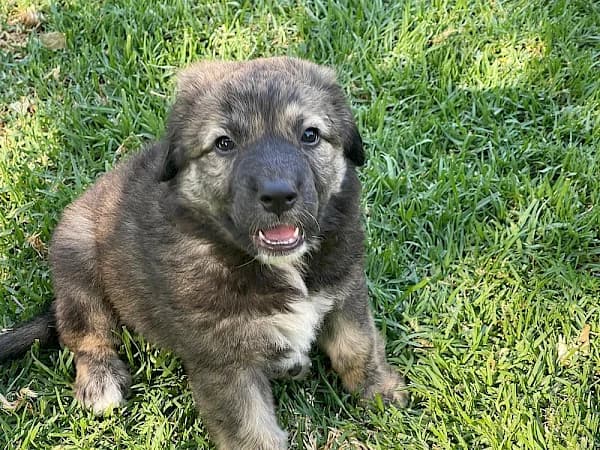Hattie, female puppy Mixed Breed for adoption at ADANA Costa del Sol, Estepona