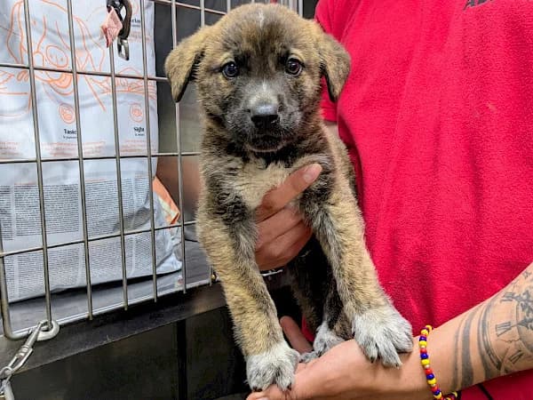 Hayes, male puppy Mixed Breed for adoption at ADANA Costa del Sol, Estepona