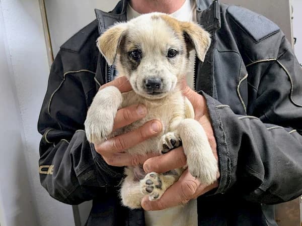 Hotpot, male puppy Mixed Breed for adoption at ADANA Costa del Sol, Estepona