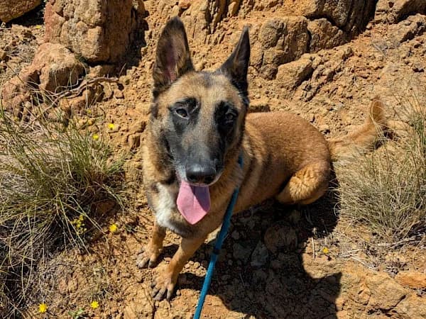 Isla, female 6yo Belgian Malinois for adoption at ADANA Costa del Sol, Estepona