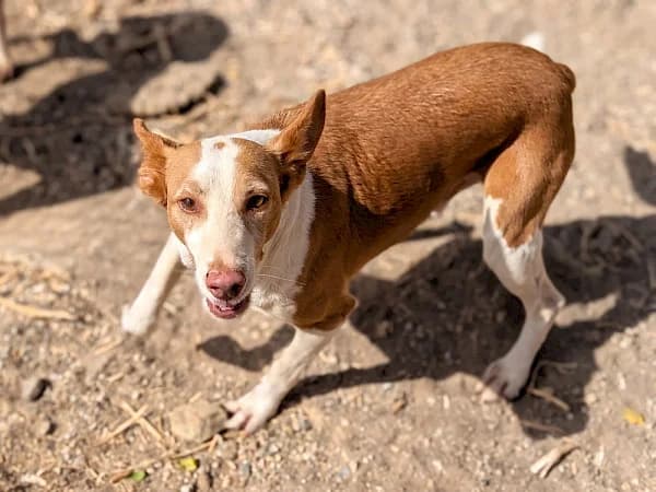 Jack, male 6yo Podenco for adoption at ADANA Costa del Sol, Estepona