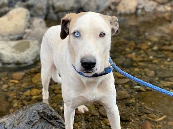 Janette, female 3yo Spanish Mastiff for adoption at ADANA Costa del Sol, Estepona