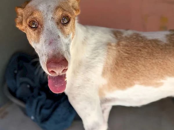 Kiro, male 7yo Podenco for adoption at ADANA Costa del Sol, Estepona