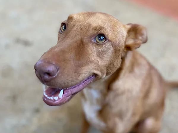 Kobe, male Podenco for adoption at ADANA Costa del Sol, Estepona