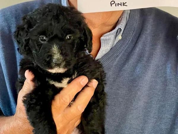 Leandra, female puppy mixed breed for adoption at ADANA Costa del Sol, Estepona