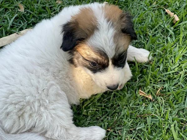 Leif, male puppy Mixed Breed for adoption at ADANA Costa del Sol, Estepona